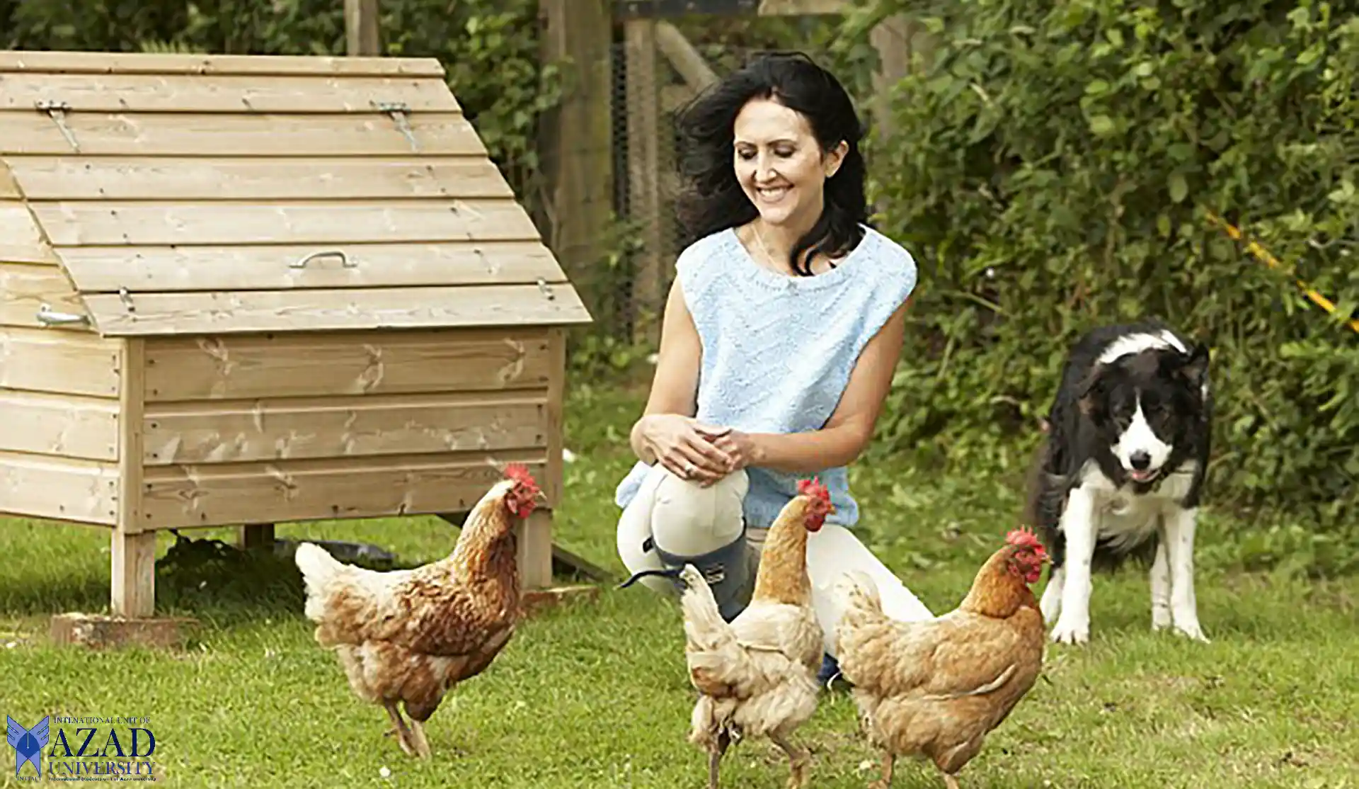 Salud avícola de la Universidad de Azad: una guía para proteger las aves de corral