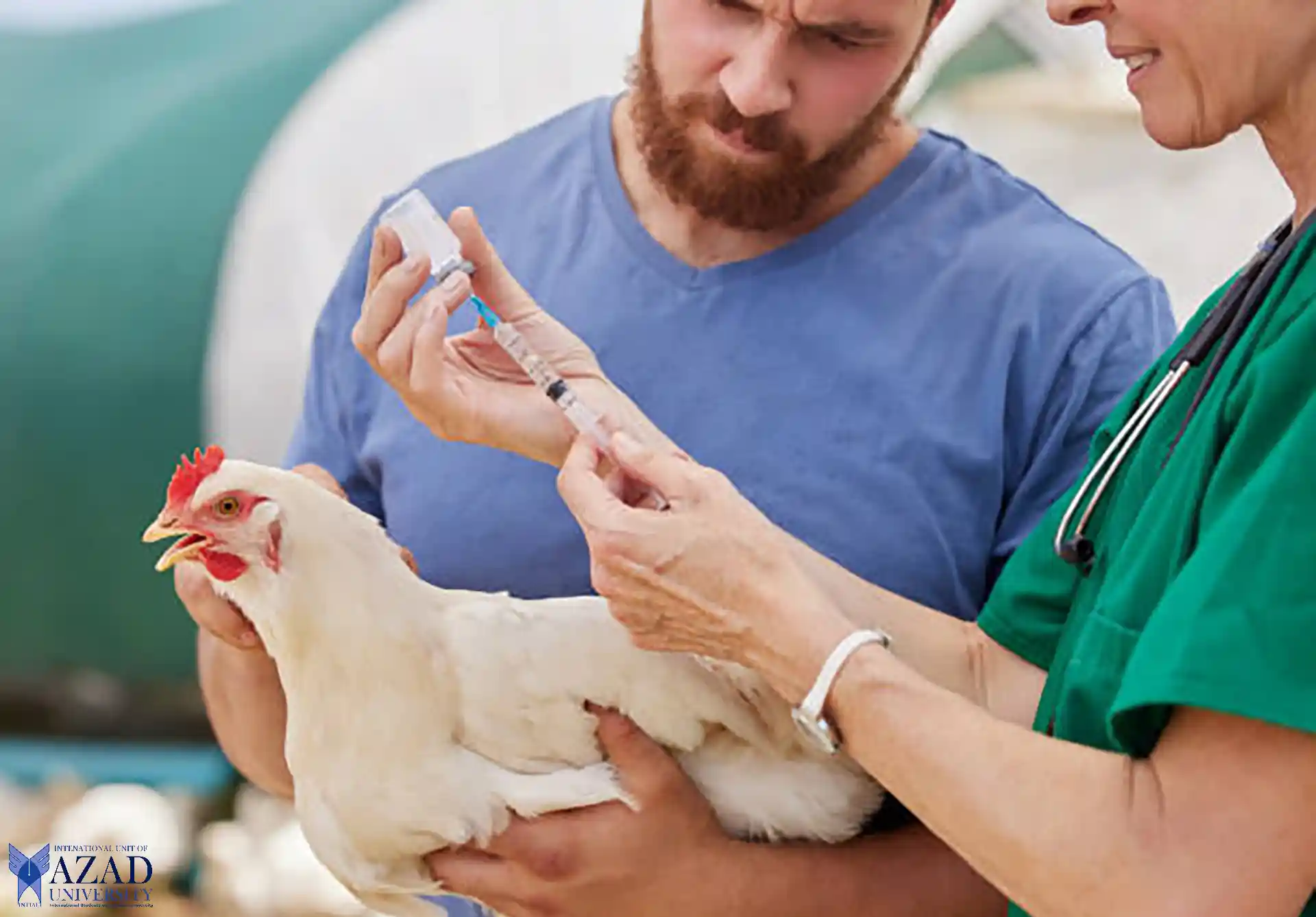 Una guía para salvaguardar la salud de las aves de corral 