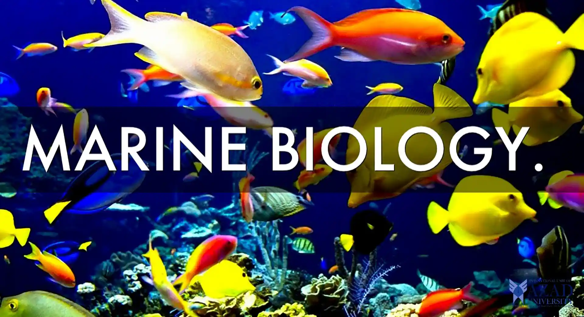 Marine Biology at Azad University: An Overview