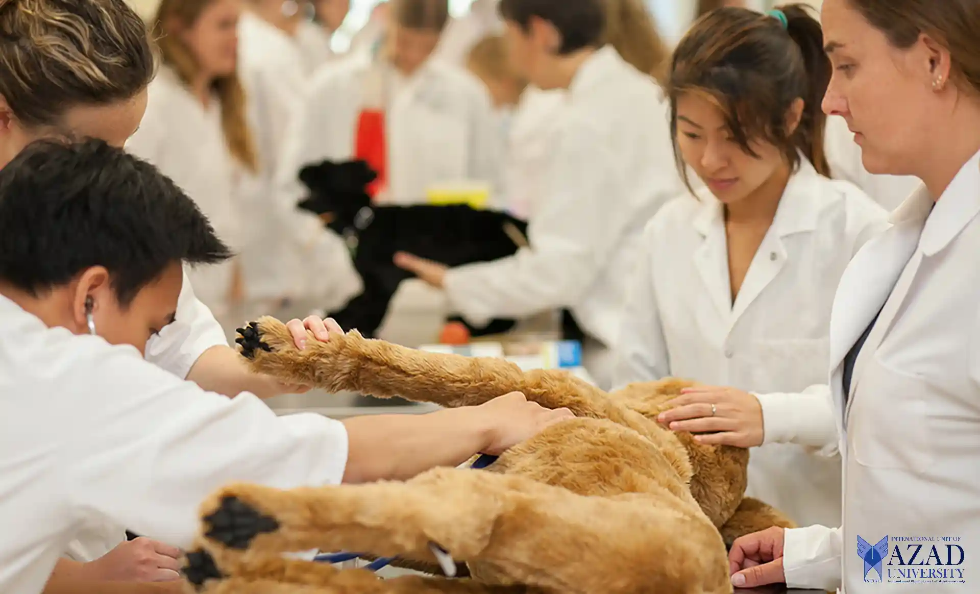 Descubriendo la excelencia en la atención sanitaria de Anima en la Universidad de Azad